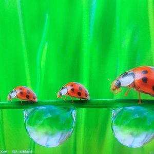 Meet your Posher, Donna